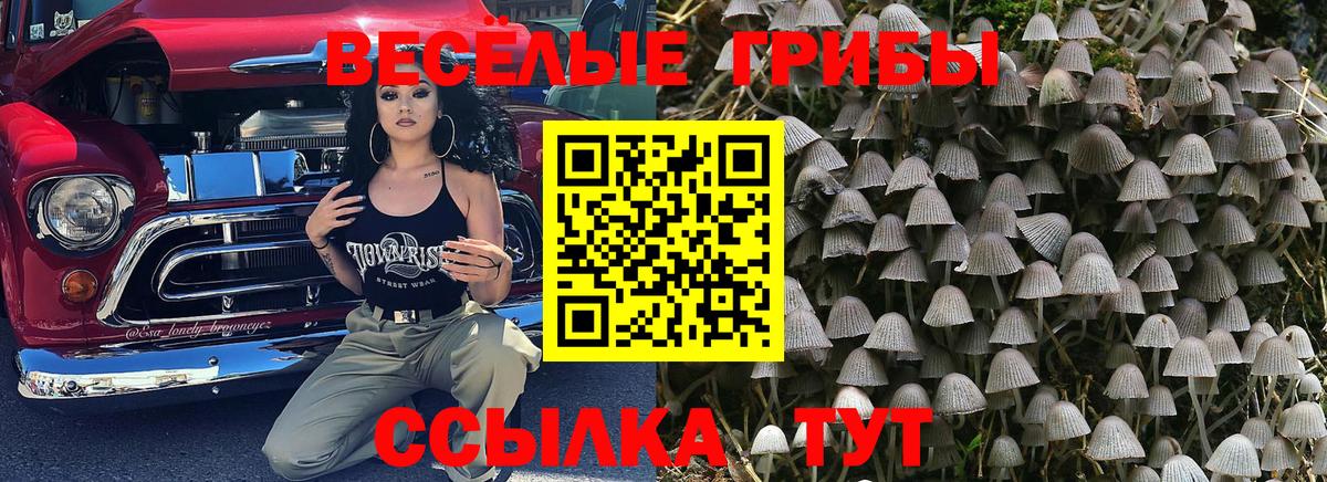 Галлюциногенные грибы Psilocybe Железноводск
